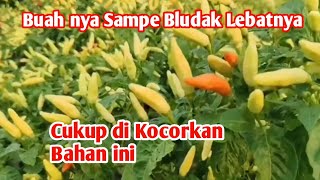 Download lagu The Only Secret to Getting Your Chili Plants Overrun with Fruit mp3 Download lagu The Only Secret to Getting Your Chili Plants Overrun with Fruit mp3