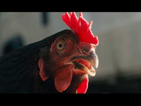 Bande-annonce Cocotte - Réalisation György Pálfi Paname Distribution