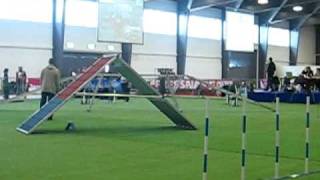 Ten'shi 2ème concours Animalia