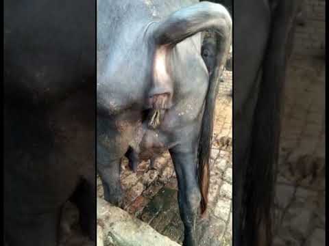 bar bar peshab l Micturition l थोड़ा-थोड़ा पेशाब करना l Dr Umar Khan