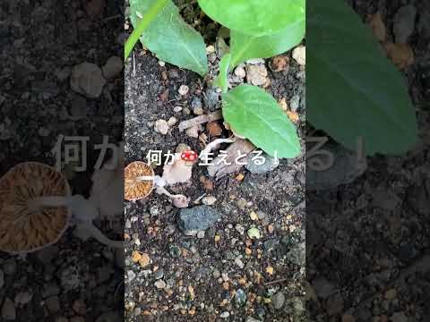 園芸 キノコと火