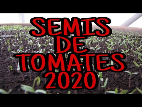 MES VARIETES DE TOMATES POUR 2020 + LE SEMIS