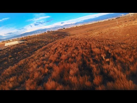 Almost Cinematic FPV 🦌 | insta360 One RS 4K 60 FPS
