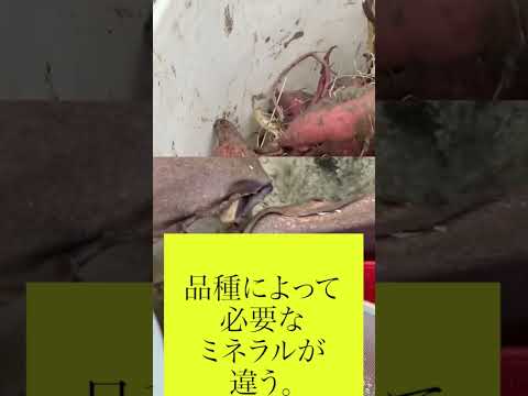 しだれの灰、垂れ下がった灰 植物