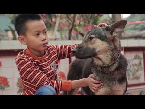 Rabies vaccination can save lives
