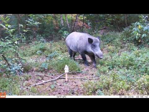 Compilatie wildcamerabeelden Meerdaalwoud (vergund onderzoek)