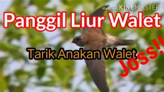 Download lagu Panggil Anakan Walet dengan SP ini Joss!!! mp3 Download lagu Panggil Anakan Walet dengan SP ini Joss!!! mp3