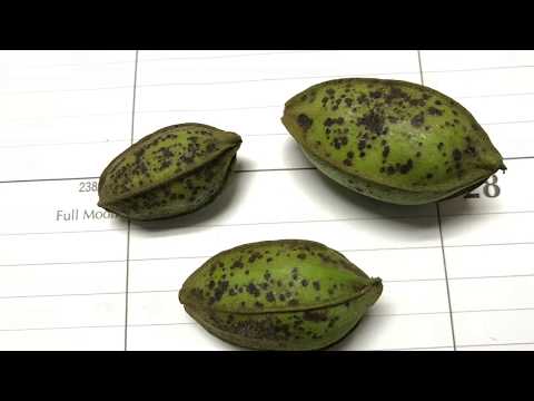 image-How do you treat pecan tree disease?