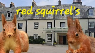Red squirrels Shapwell hotel