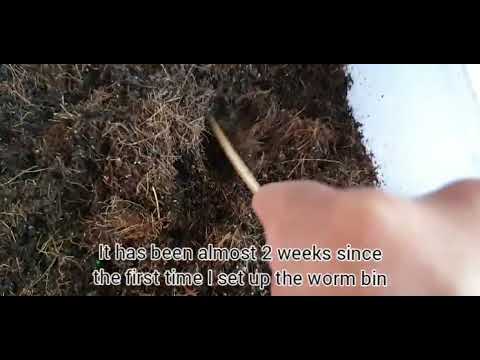 EP02: African Nightcrawler Worm Bin Update After 2 Weeks