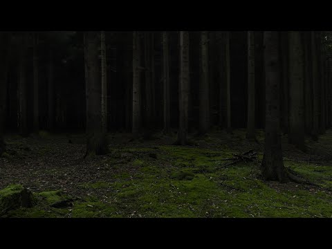 Forest Thunderstorm - Deep in the Woods | Full Storm & Rain | 3 Hours