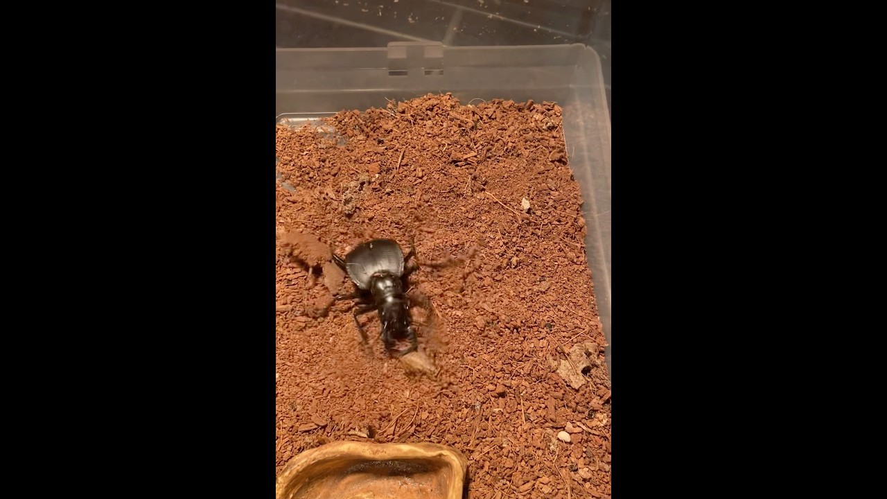 オオエンマハンミョウ　餌やり