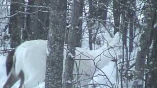 preview picture of video 'Boulder Junction, WI ~ Albino Deer, White Deer ~ Ghosts of the Forest as winter takes hold'