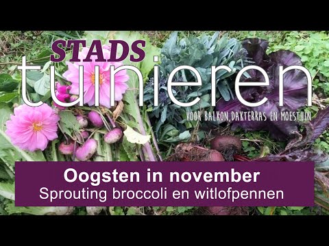 Stadstuinieren - Oogsten in november #Moestuin