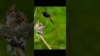 Download lagu SERIWANG COKLAT SAAT MEMBERI MAKAN KEPADA ANAKANYA mp3