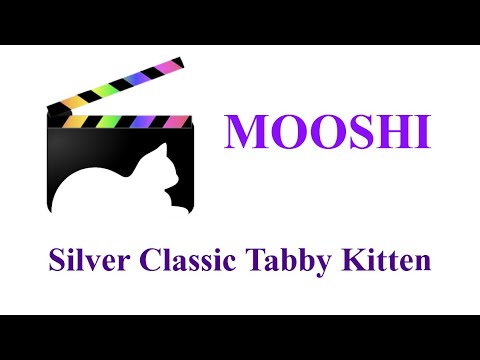 Silver Tabby Persian Kitten