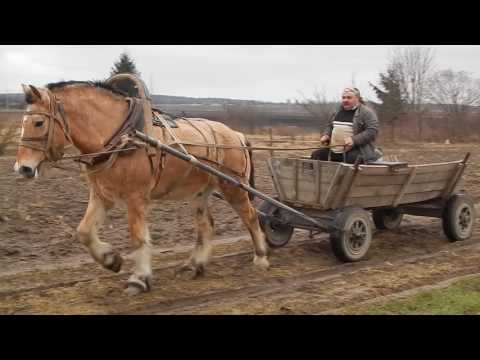 Тест-драйв гужевой повозки