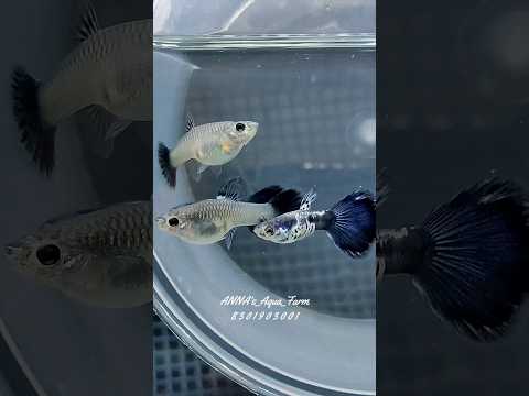 Galaxy blue tail guppy, packaging type: box, size: 1inch