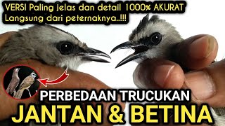 Download lagu Paling akurat 1000% !! Perbedaan TRUCUKAN JANTAN & BETINA langsung dari peternaknya‼️ mp3 Download lagu Paling akurat 1000% !! Perbedaan TRUCUKAN JANTAN & BETINA langsung dari peternaknya‼️ mp3