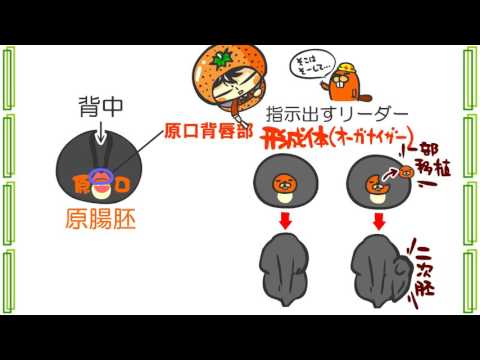 パラクリフィア科について詳しく解説