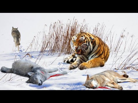 How Siberian Tigers almost wiped out entire populations of Wolves in Russia's Far East!