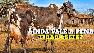 Produzir Leite Ainda Vale a Pena?
