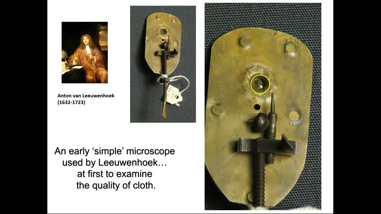 Leeuwenhoek on the role of semen in reproduction