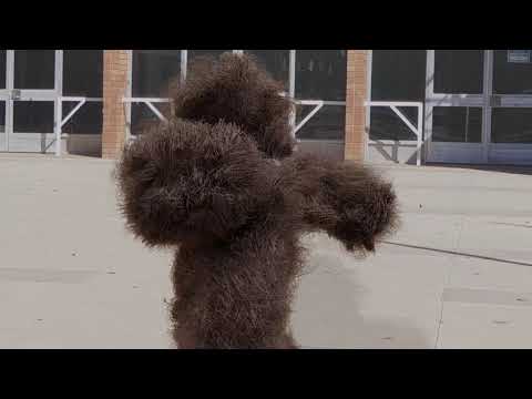 Rendering fur with Blender