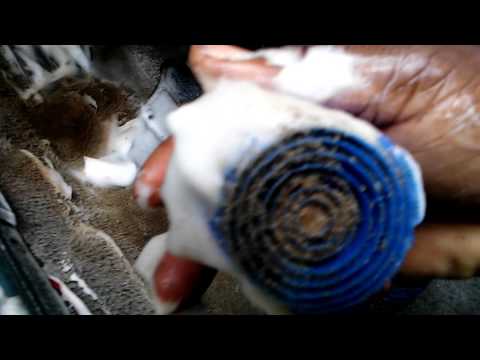 Blue coral upholstery cleaner test review
