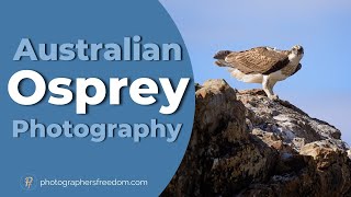 Astonishing Osprey Encounter - A Photographer's Dream