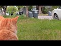 Orange Cat Vs Tuxedo Cat Battle Of The Beast