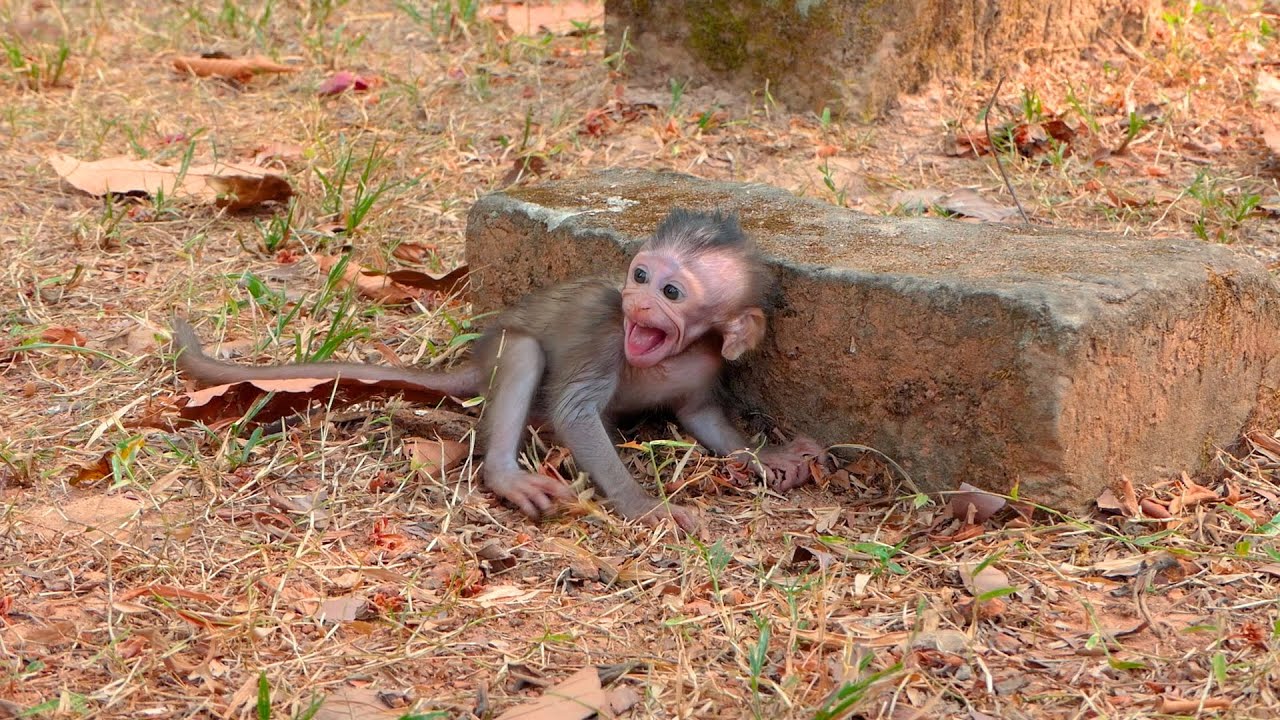Tiny Baby Monkey Cries Out While Waiting Nearby as Its Mother Moves Calmly Close Again