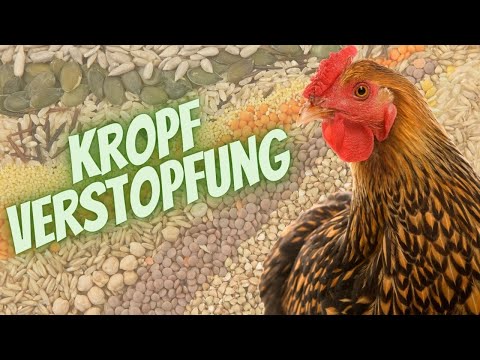 , title : 'Kropfverstopfung- Wie du Diese bei deinem Huhn wegmassieren kannst.'