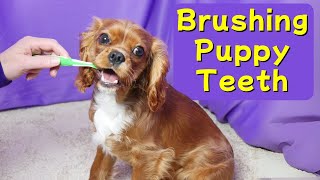 How to Brush Your Cavalier Puppy’s Teeth: Tips for Brushing Dogs’ Teeth for the First Time