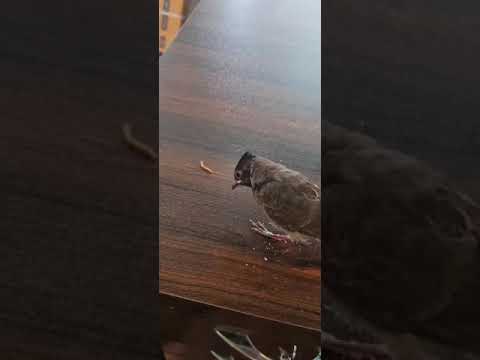 Fish stick promeal premium dried superworms (30 gram), packa...