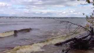 preview picture of video 'Huge flock of birds heading north 1 foot above Lake Huron towards Tawas, Michigan'