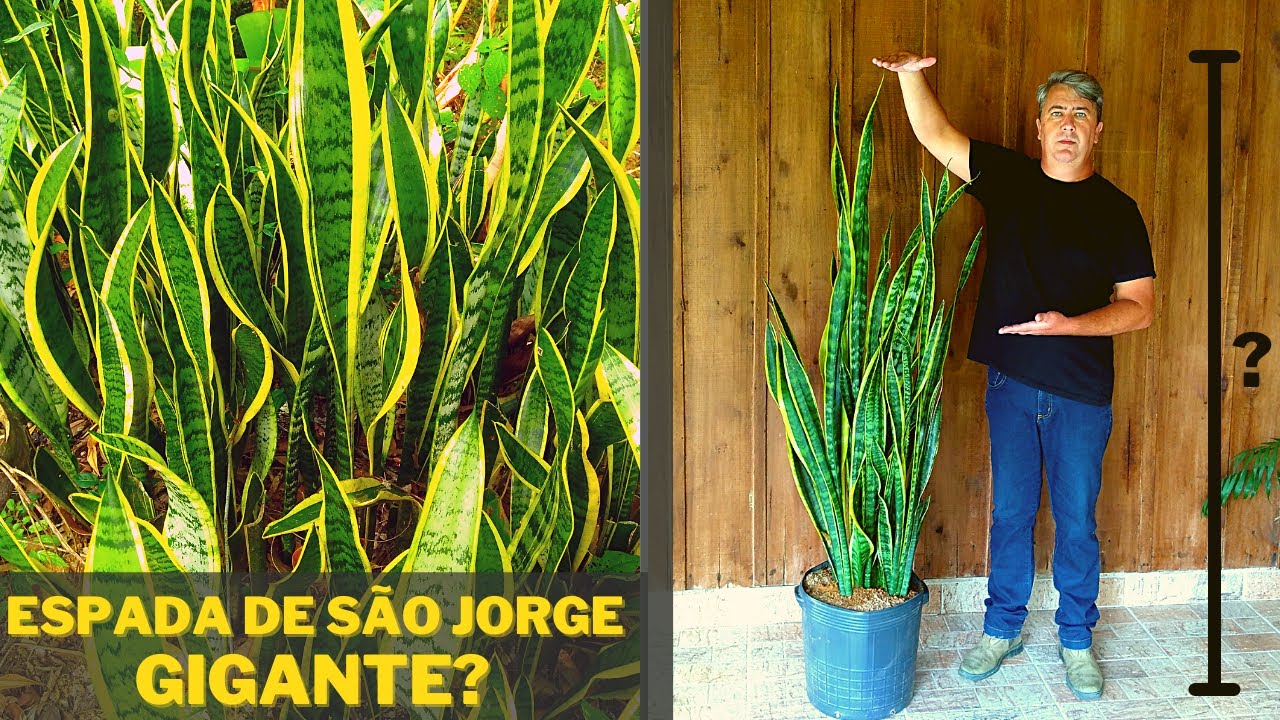 espada de são jorge GIGANTE | troca de vaso