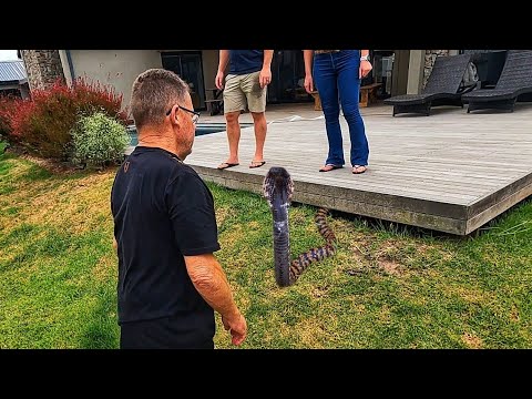 Deadly Spitting Rinkhals in their Garden!