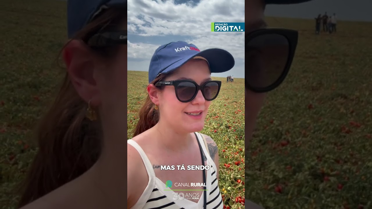 Do campo à prateleira: o caminho de 5 bilhões de tomates