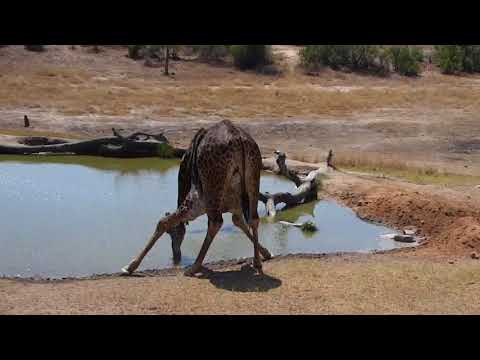 Djuma: Giraffe comes for a drink- 11:11 - 09/11/18