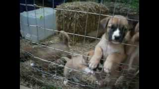 Lady and pups 7