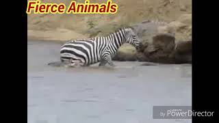 Crocodile tear zebra open