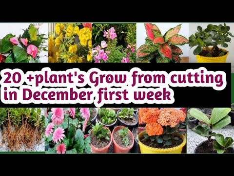 Grow 20+Plants from cutting in month's  December in first week get more flowers in May June month's