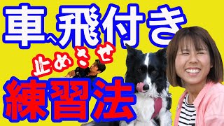 【ボーダーコリーが車を追っかけるを解決】犬の行動分析のプロが教える！動くものすべて苦手な犬のトアちゃんのトレーニング！車苦手、人苦手、犬苦手なのワンちゃん必見