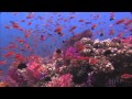 The health of the coral reef off Hikkaduwa (Srilanka ...