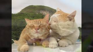 【猫　面白い　かわいい】猫×ヒーリング　癒し　リラックス　集中
