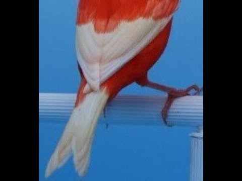 White Wings (food for thought)