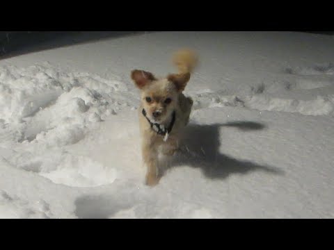 BRRRR IT'Z COLD - WE GOTZ WHITE STUFFZ ON DA GROUND