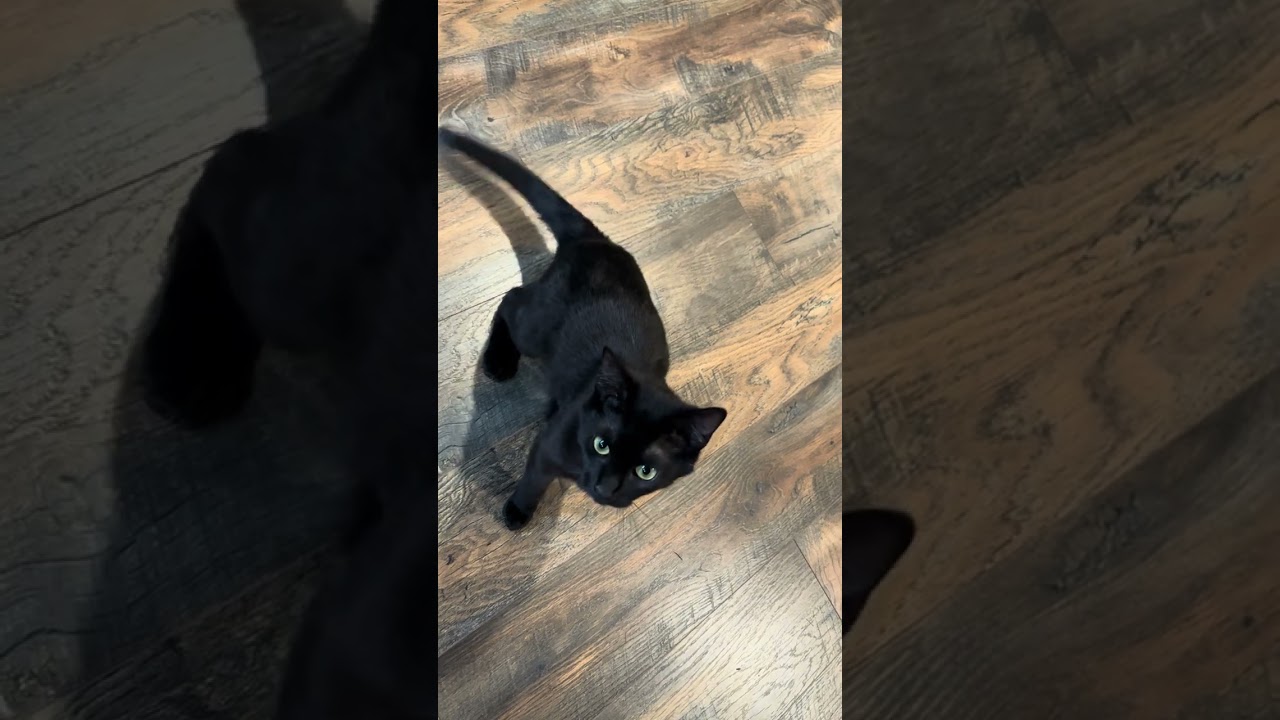 Enlarge Molly , an adopted mixed breed in Woodinville, WA video 2/5