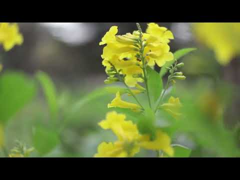 Sri Aurobindo Centre for Arts and Communication New Delhi General video thumbnail 6